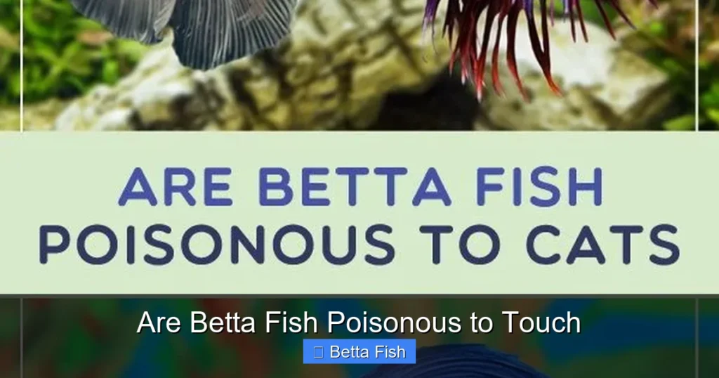 Are Betta Fish Poisonous to Touch