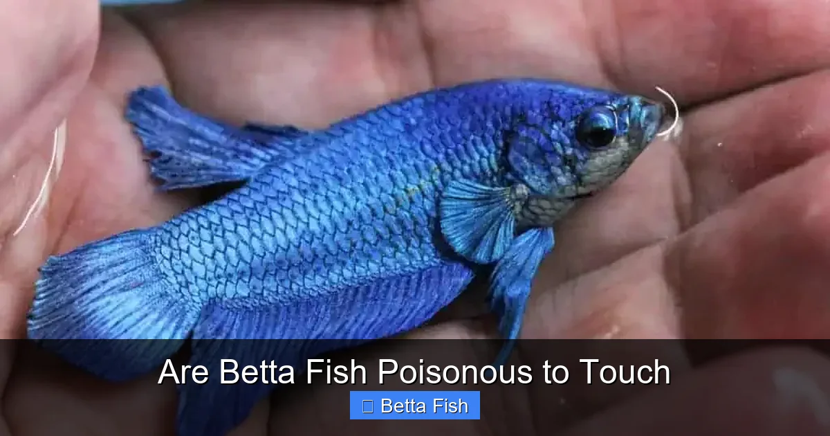 Are Betta Fish Poisonous to Touch
