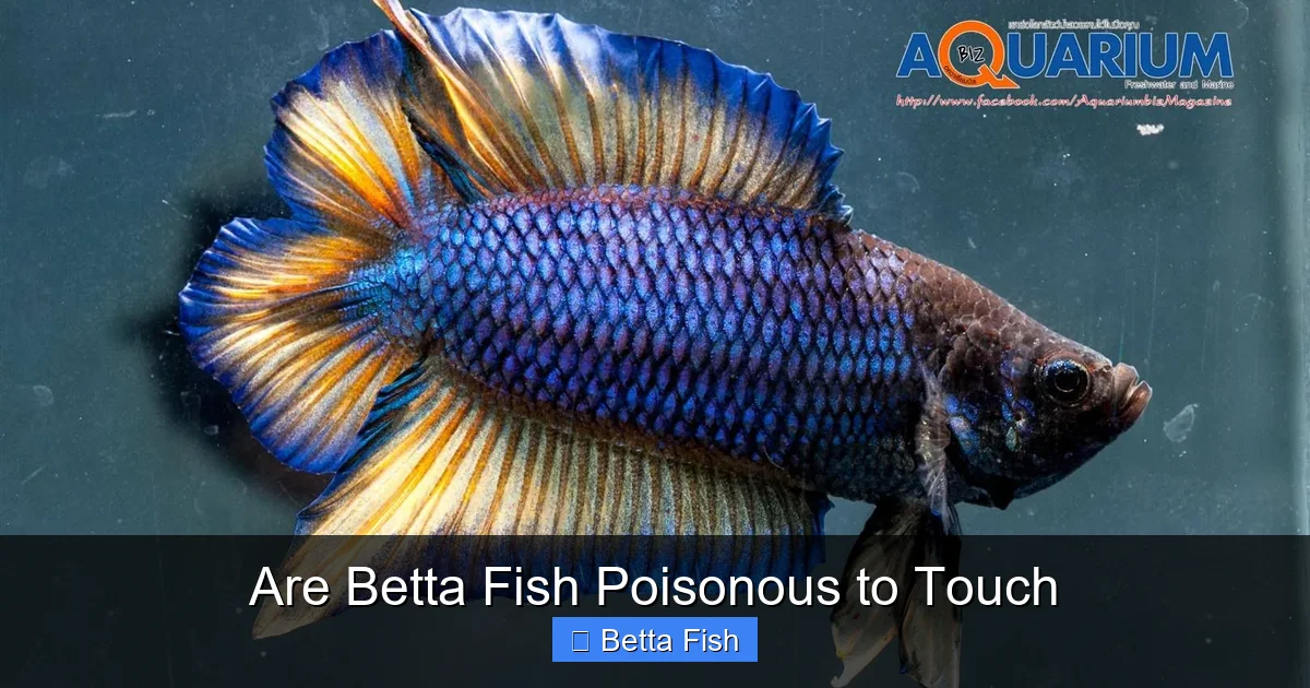 Are Betta Fish Poisonous to Touch