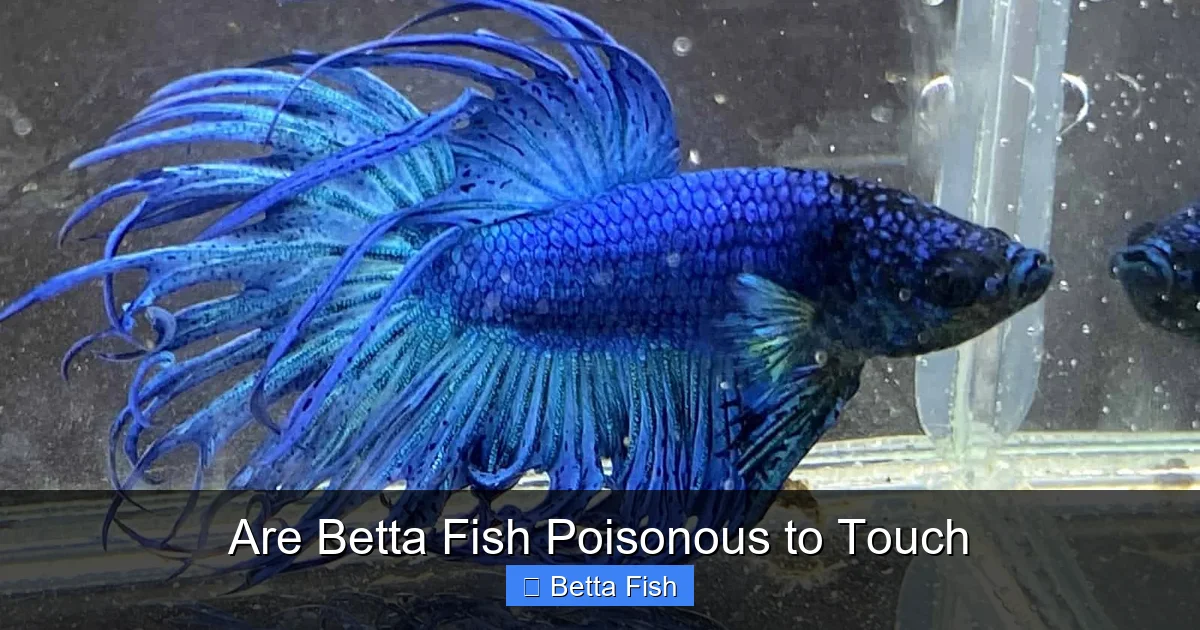 Are Betta Fish Poisonous to Touch