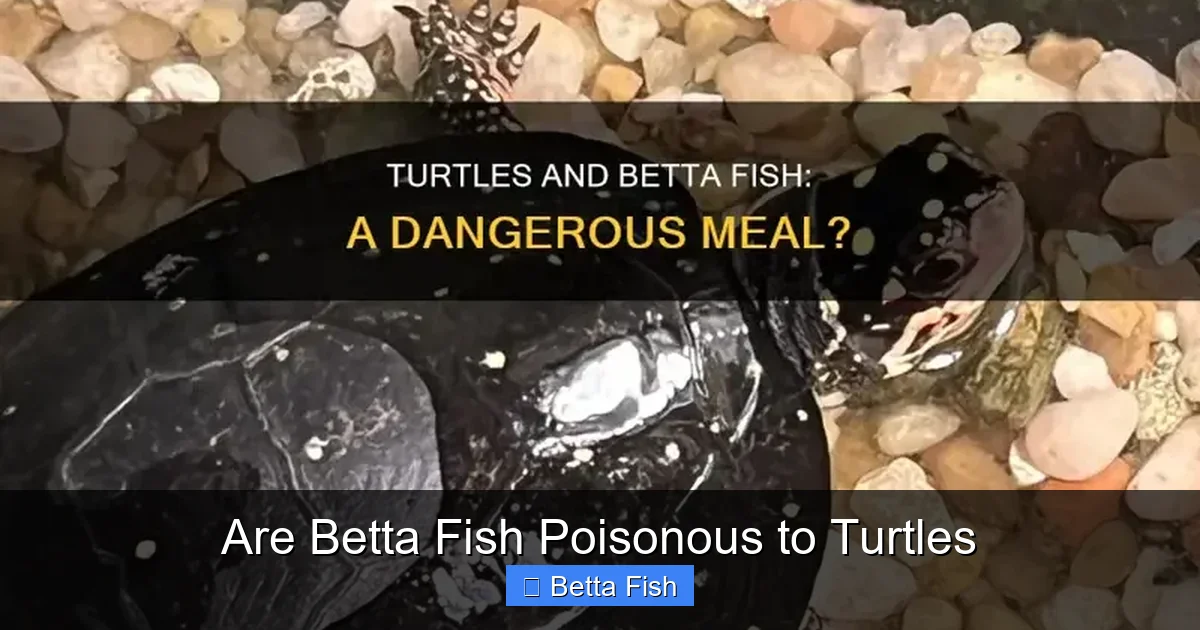 Are Betta Fish Poisonous to Turtles