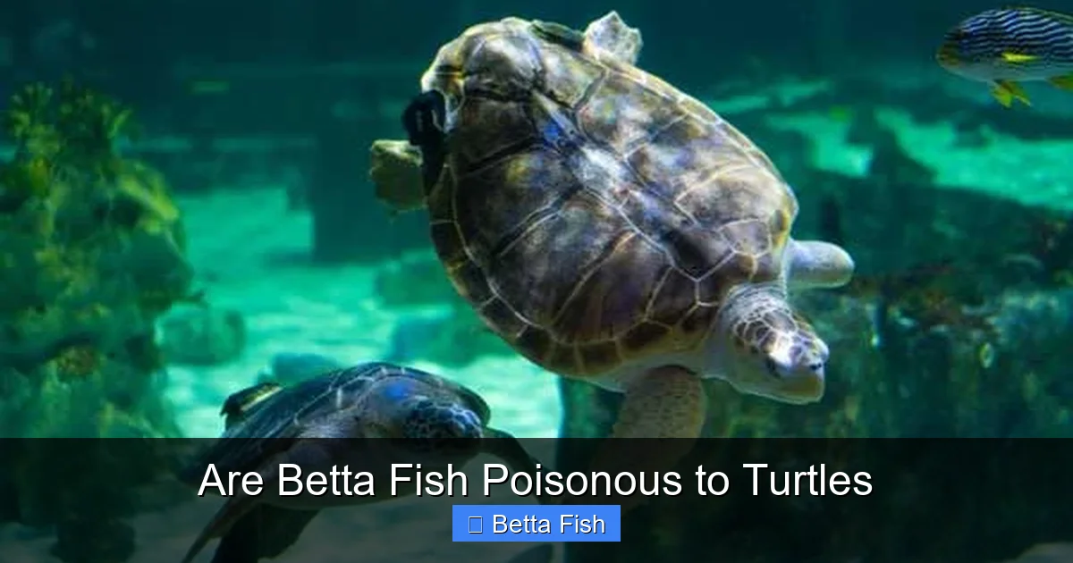 Are Betta Fish Poisonous to Turtles