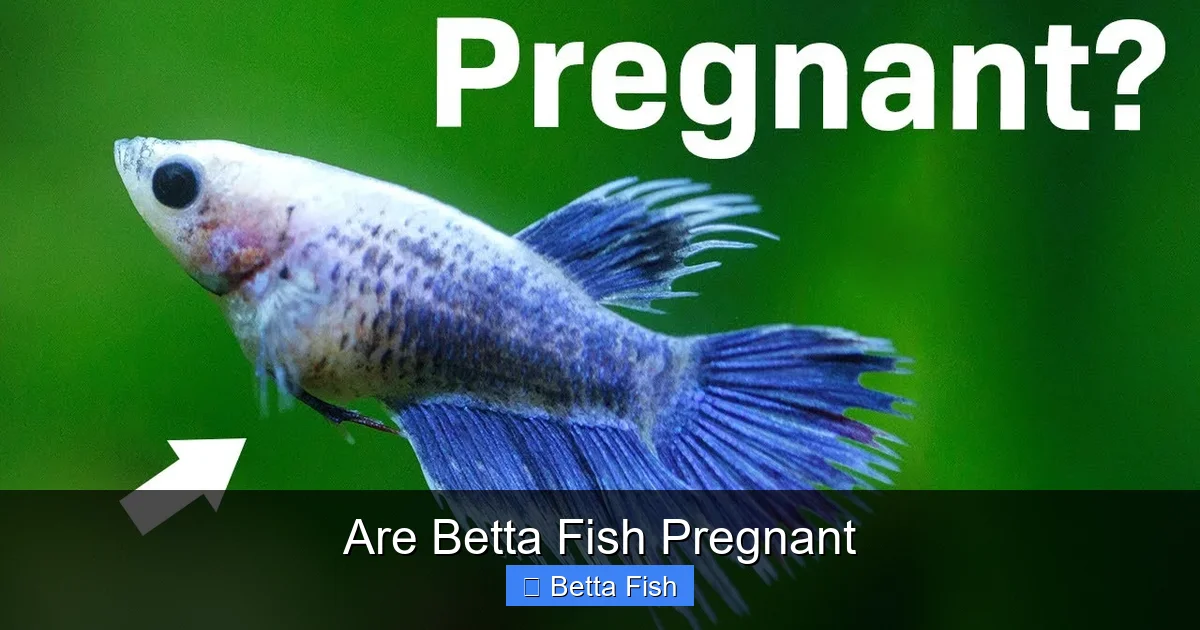 Are Betta Fish Pregnant