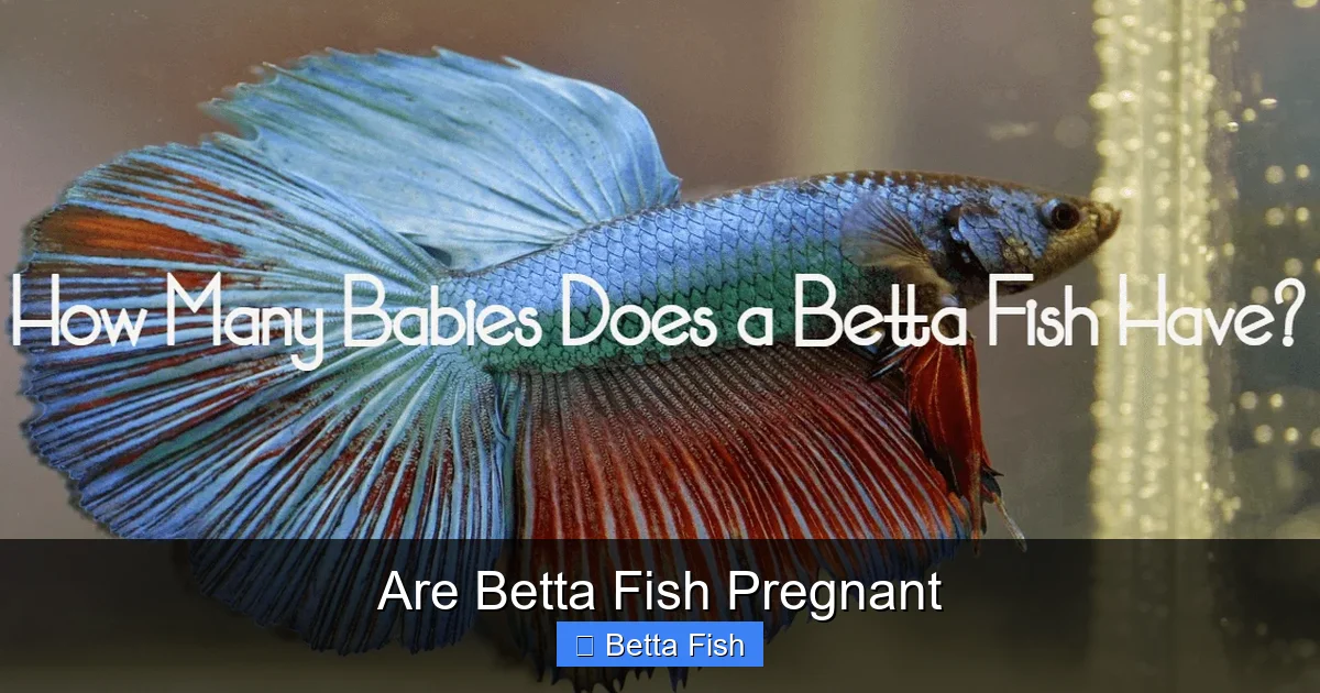 Are Betta Fish Pregnant