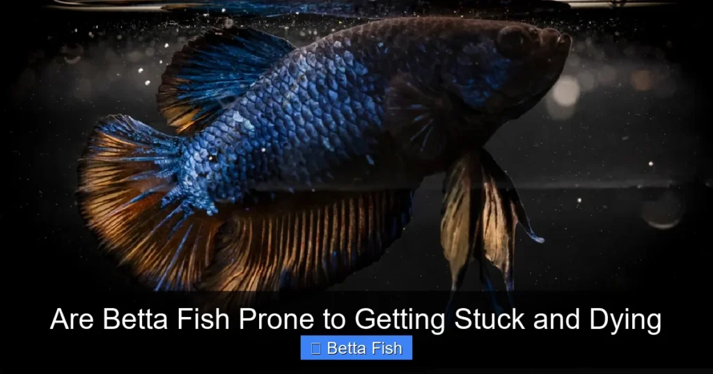 Are Betta Fish Prone to Getting Stuck and Dying