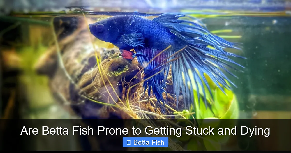 Are Betta Fish Prone to Getting Stuck and Dying