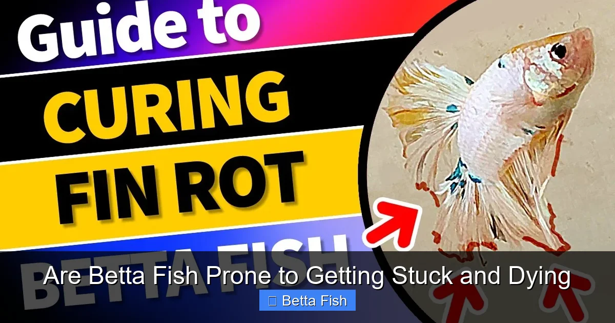 Are Betta Fish Prone to Getting Stuck and Dying