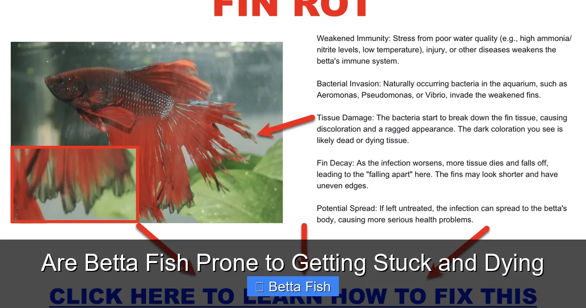 Are Betta Fish Prone to Getting Stuck and Dying