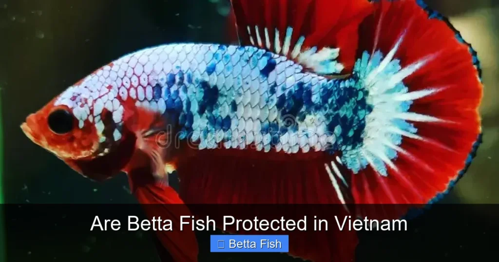 Are Betta Fish Protected in Vietnam