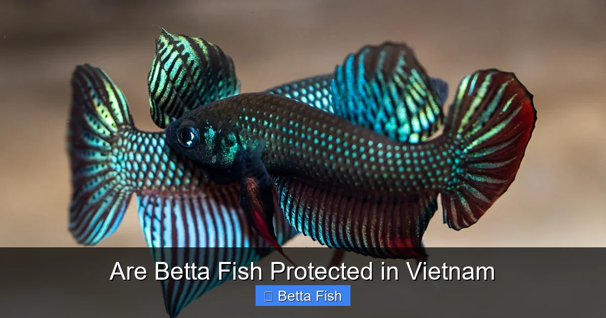 Are Betta Fish Protected in Vietnam
