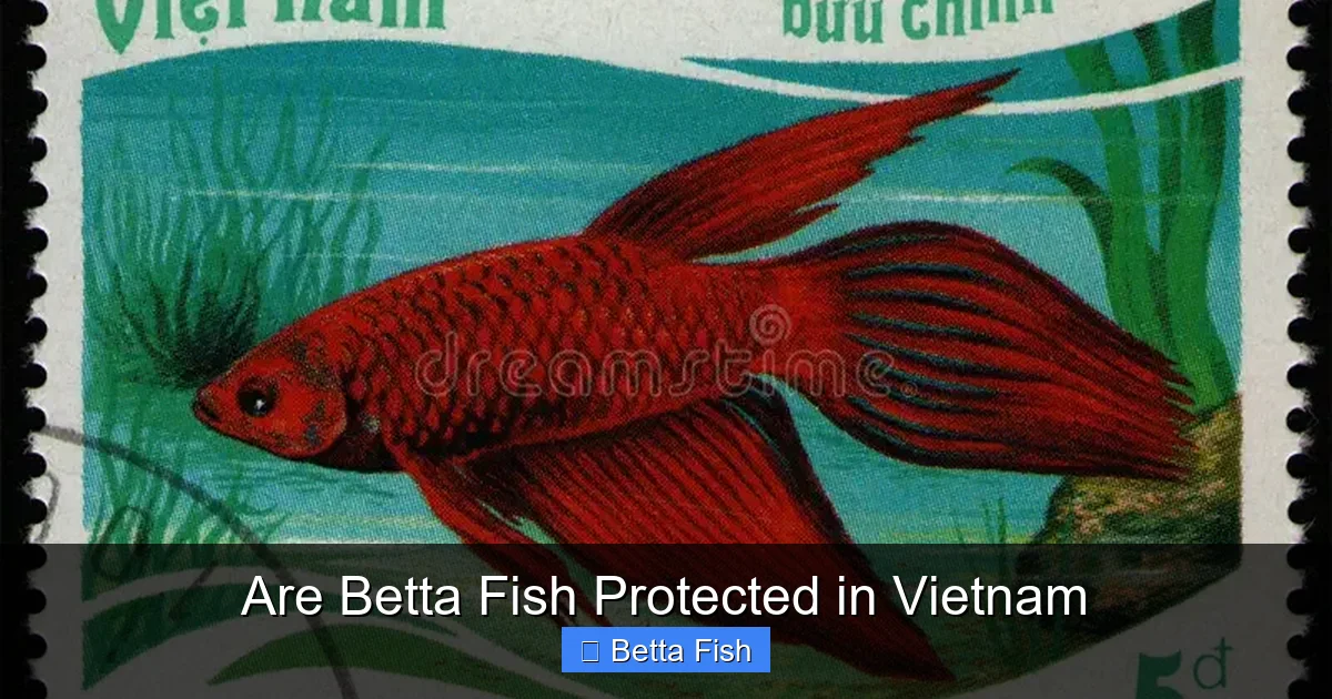 Are Betta Fish Protected in Vietnam