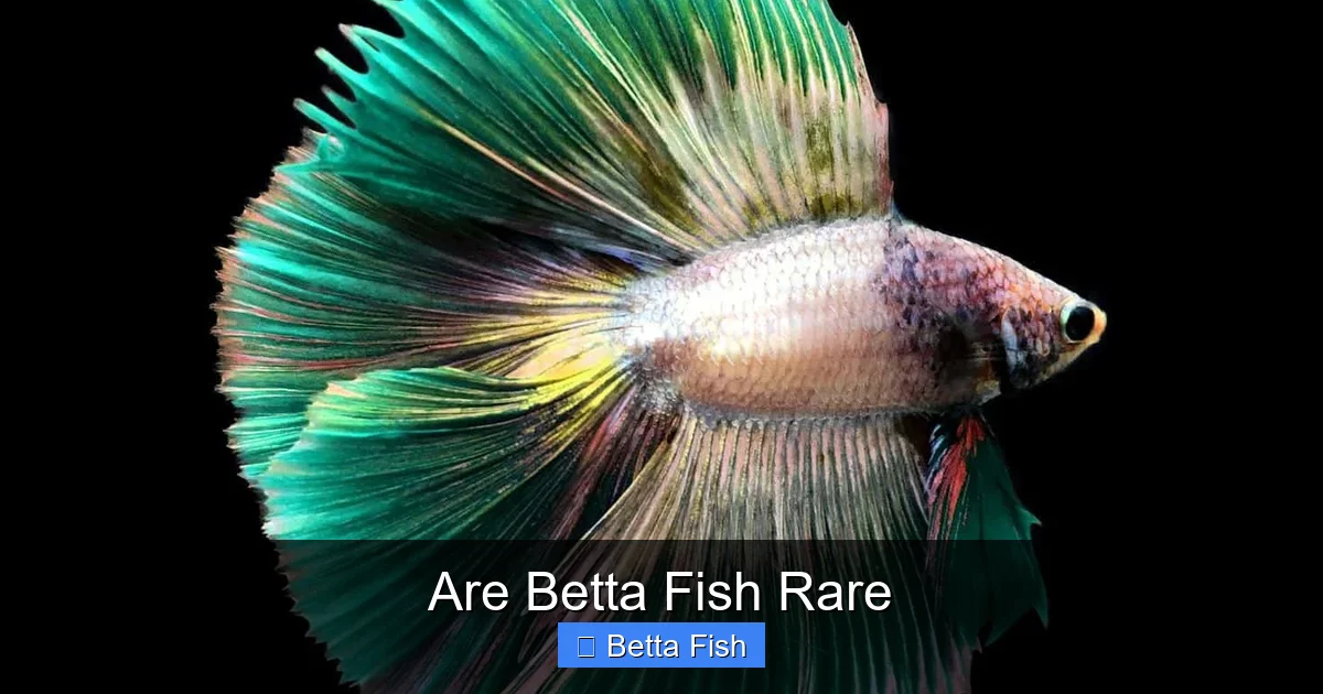 Are Betta Fish Rare
