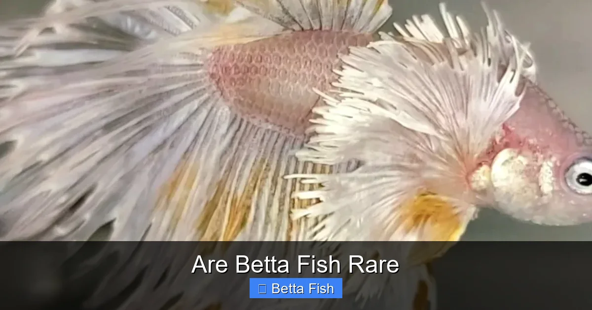 Are Betta Fish Rare