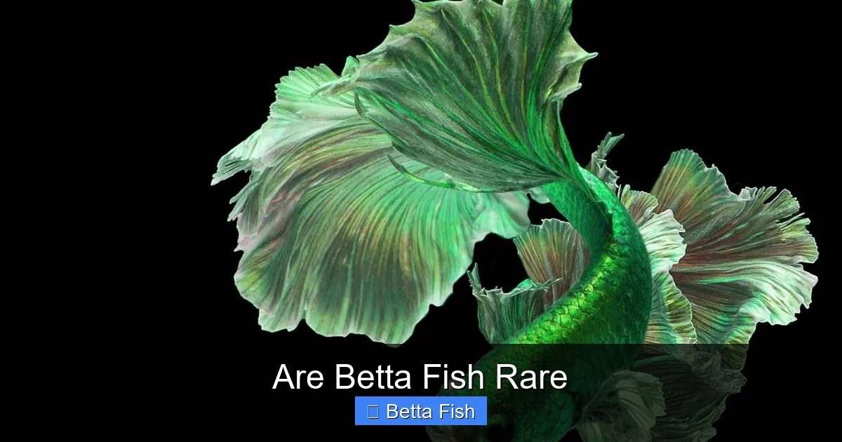 Are Betta Fish Rare