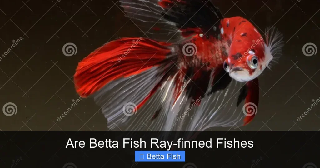 Are Betta Fish Ray-finned Fishes