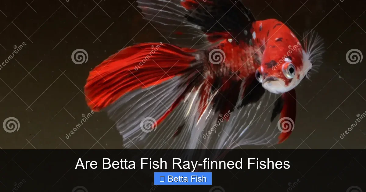 Are Betta Fish Ray-finned Fishes