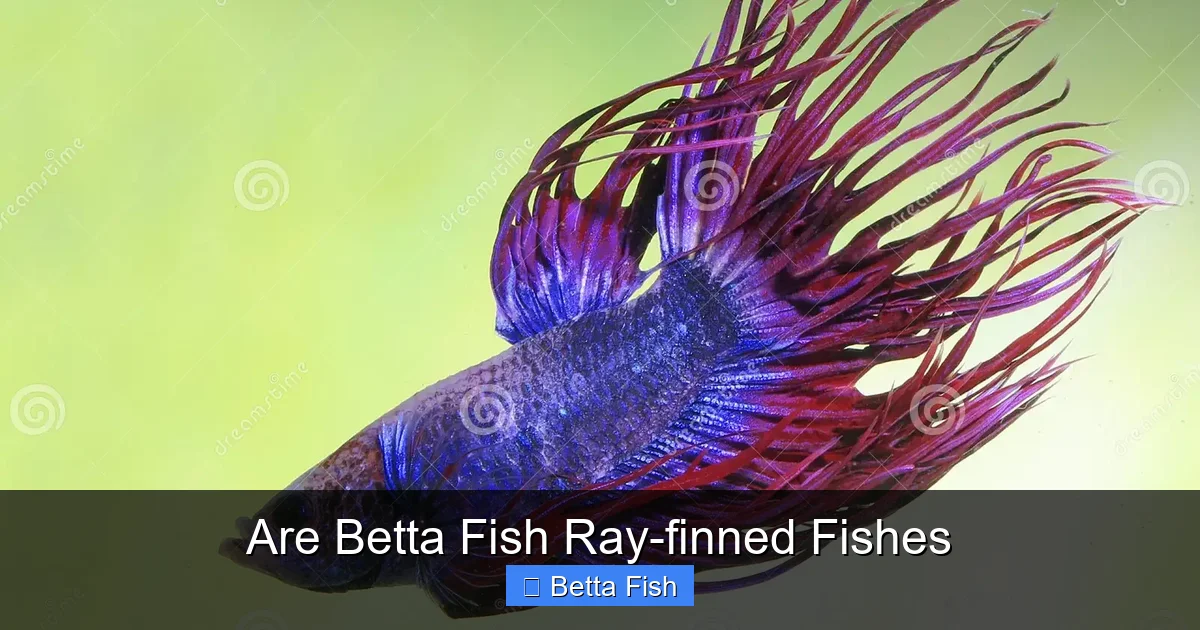 Are Betta Fish Ray-finned Fishes