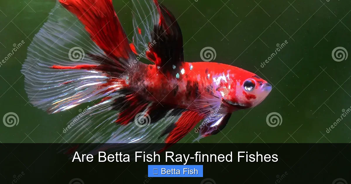 Are Betta Fish Ray-finned Fishes