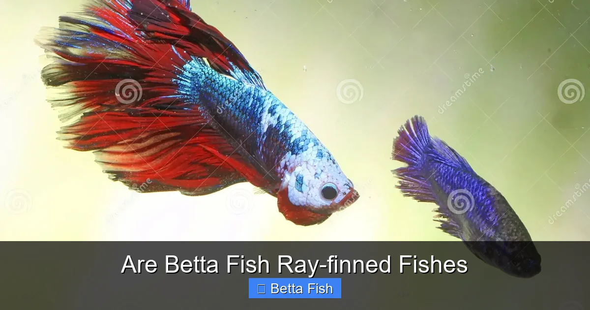 Are Betta Fish Ray-finned Fishes