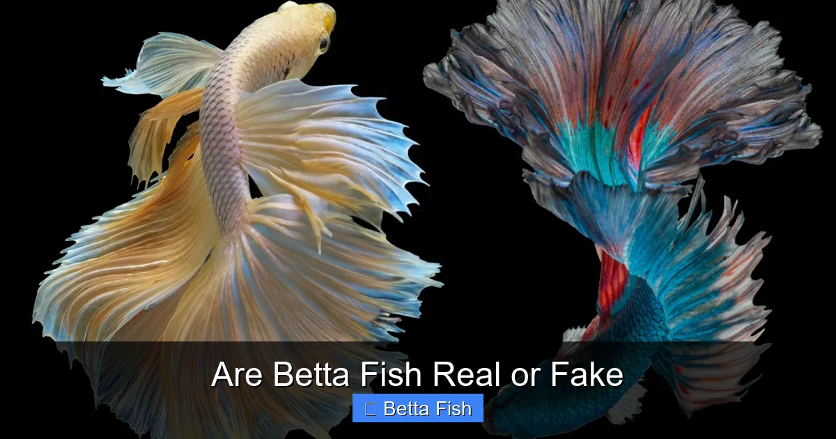 Are Betta Fish Real or Fake