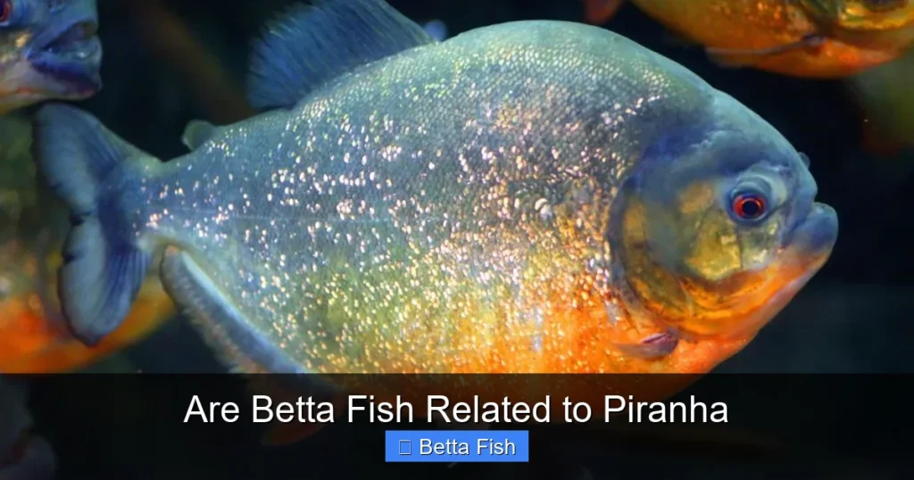 Are Betta Fish Related to Piranha