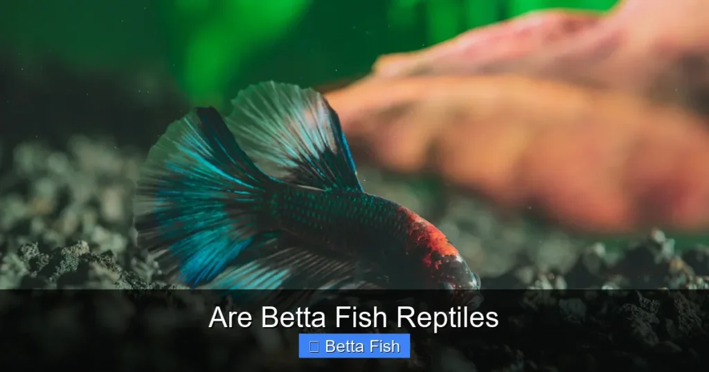 Are Betta Fish Reptiles