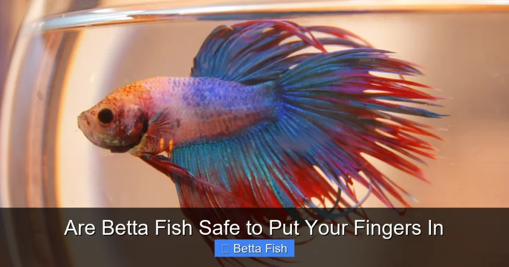 Are Betta Fish Safe to Put Your Fingers In