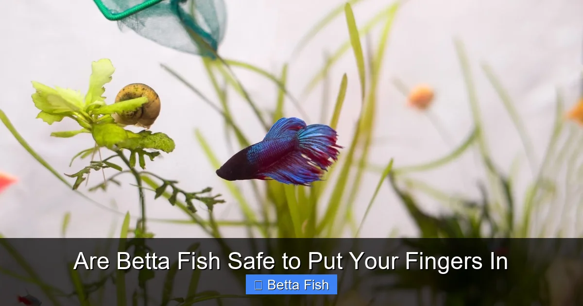 Are Betta Fish Safe to Put Your Fingers In