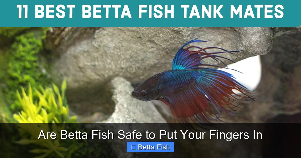 Are Betta Fish Safe to Put Your Fingers In