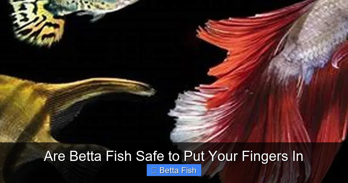 Are Betta Fish Safe to Put Your Fingers In