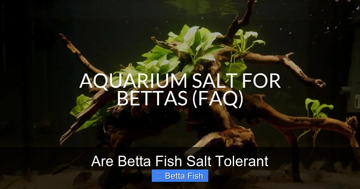 Are Betta Fish Salt Tolerant