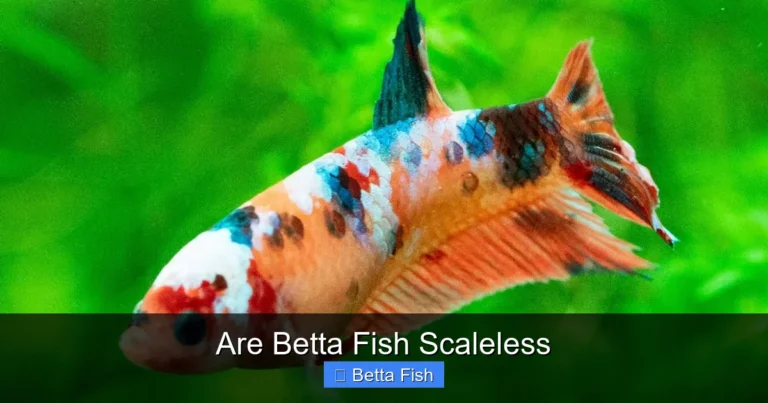 Are Betta Fish Scaleless