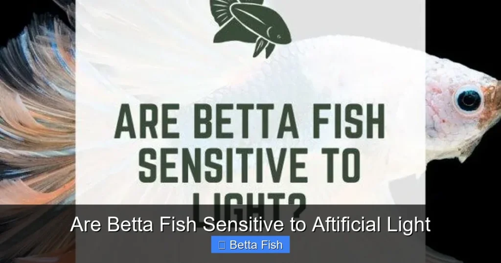 Are Betta Fish Sensitive to Aftificial Light