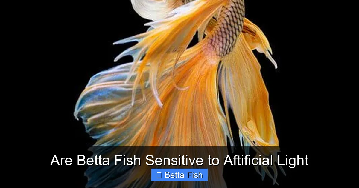 Are Betta Fish Sensitive to Aftificial Light
