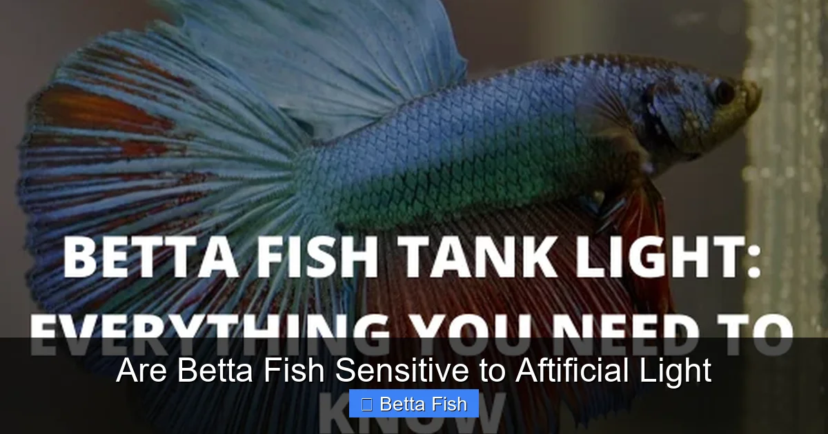 Are Betta Fish Sensitive to Aftificial Light