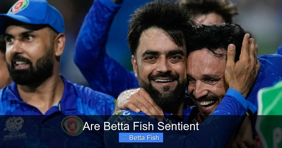 Are Betta Fish Sentient