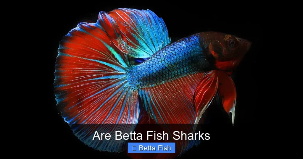 Are Betta Fish Sharks