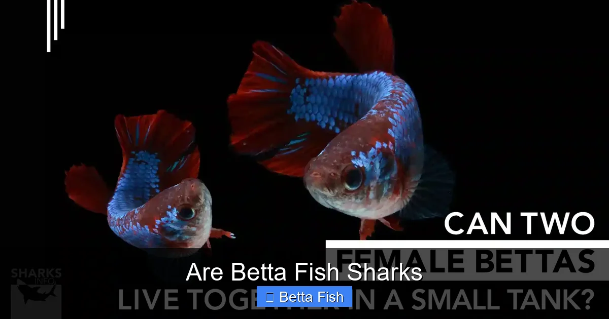 Are Betta Fish Sharks