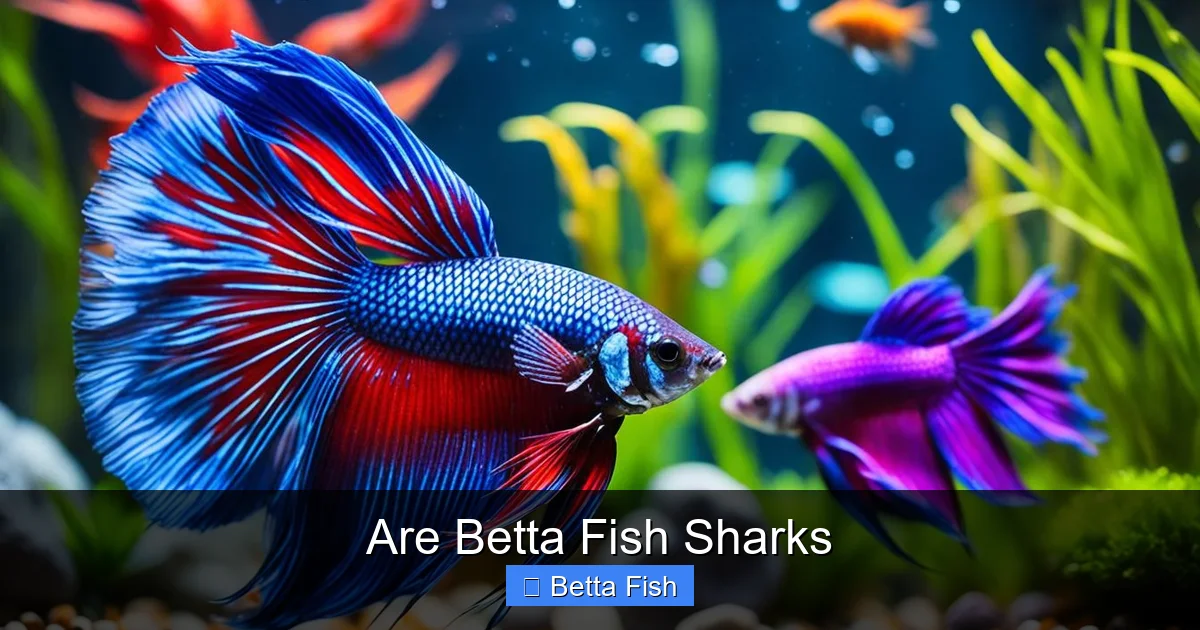 Are Betta Fish Sharks