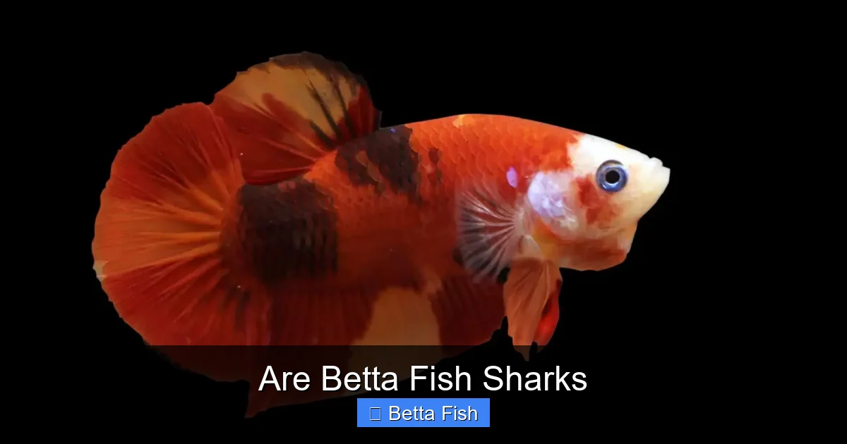 Are Betta Fish Sharks