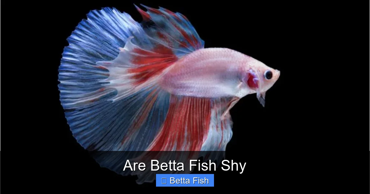 Are Betta Fish Shy