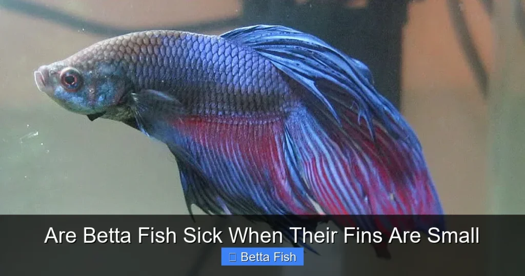Are Betta Fish Sick When Their Fins Are Small