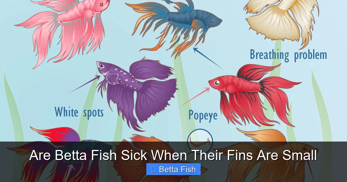 Are Betta Fish Sick When Their Fins Are Small