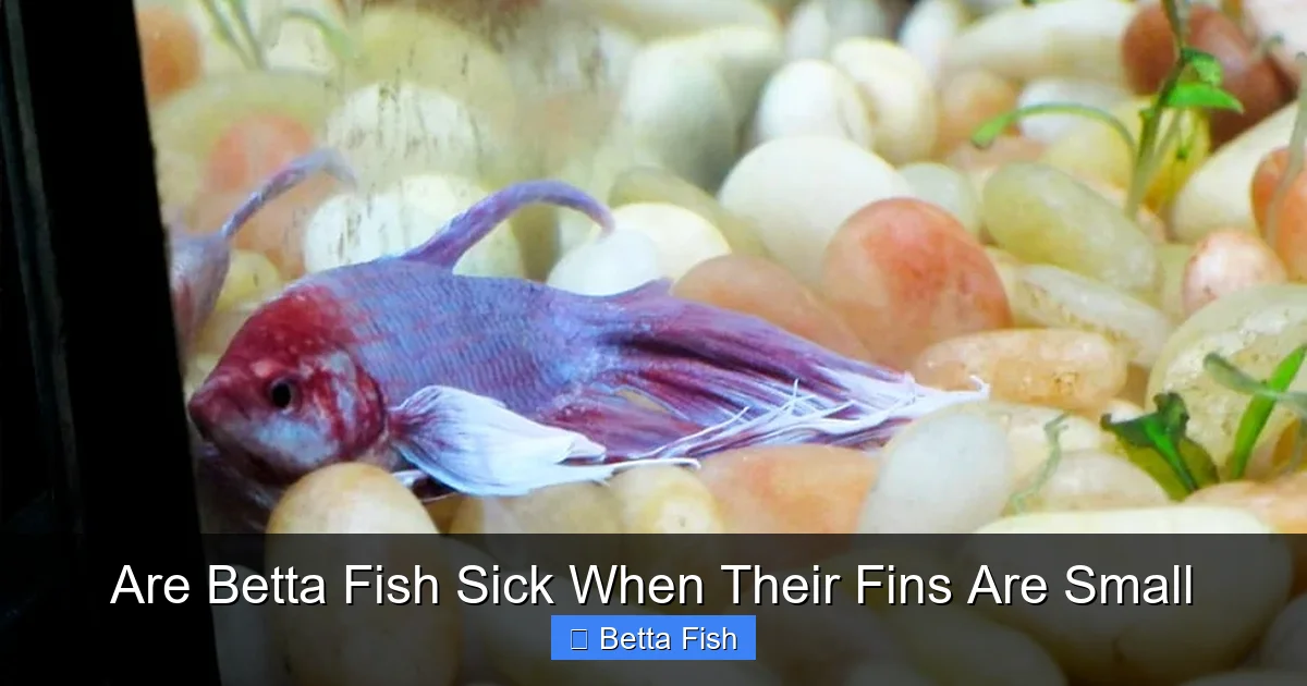 Are Betta Fish Sick When Their Fins Are Small