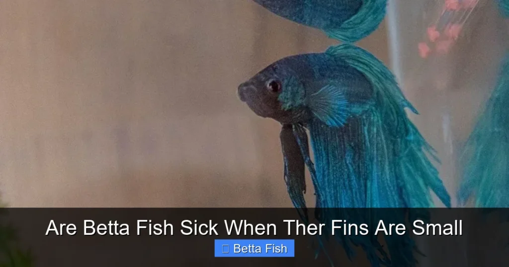 Are Betta Fish Sick When Ther Fins Are Small