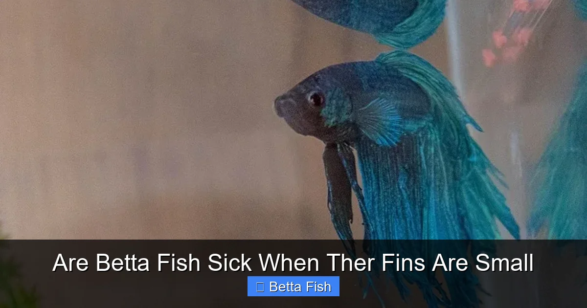 Are Betta Fish Sick When Ther Fins Are Small