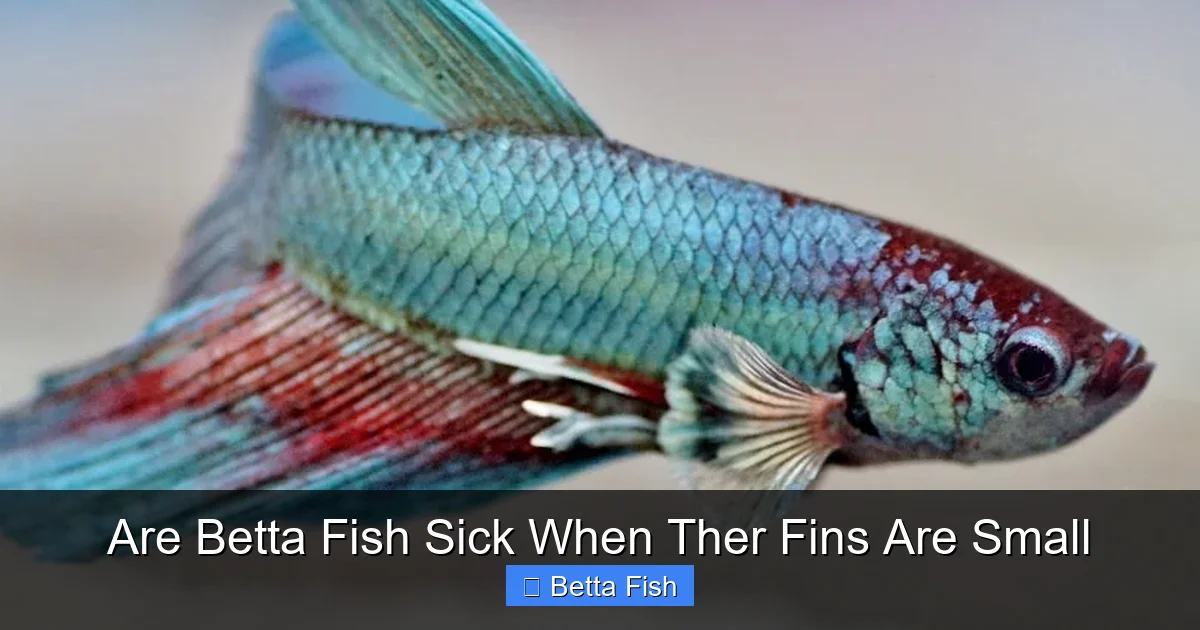 Are Betta Fish Sick When Ther Fins Are Small