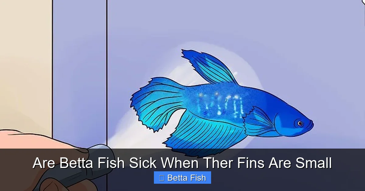 Are Betta Fish Sick When Ther Fins Are Small