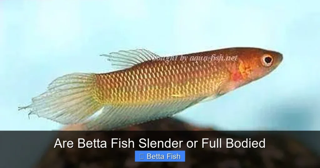 Are Betta Fish Slender or Full Bodied