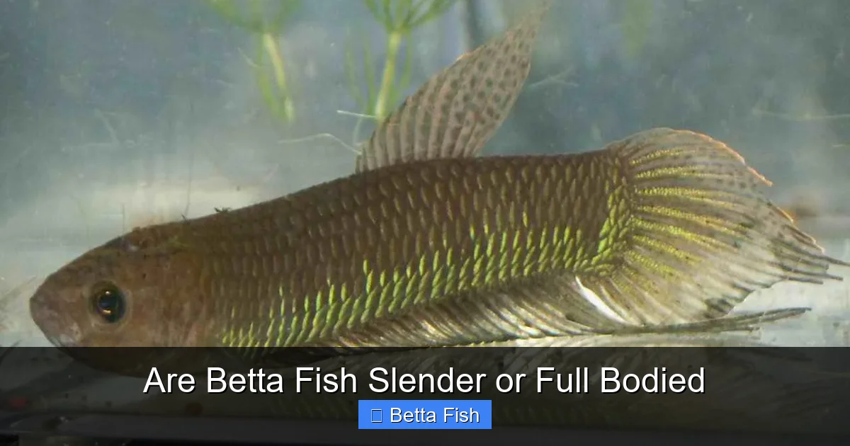 Are Betta Fish Slender or Full Bodied